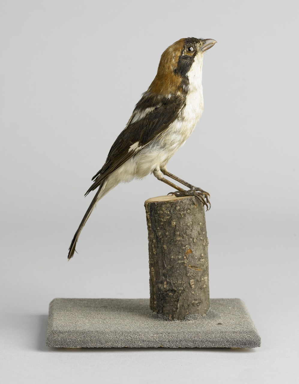 Lanius excubitor Linnaeus, 1758, Klapekster, opgezette vogel