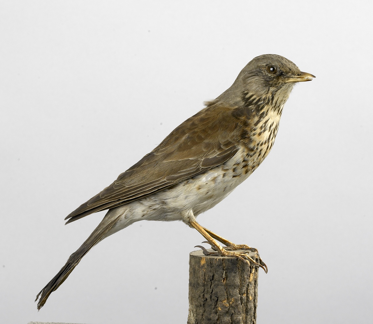 Turdus pilaris Linnaeus, 1758, Kramsvogel, opgezette vogel