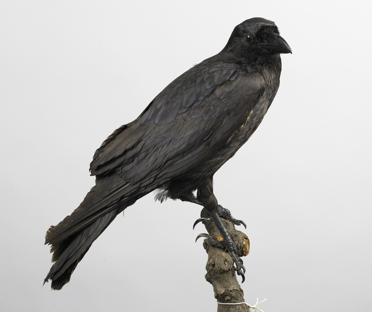 Corvus corax Linnaeus, 1758, Raaf, opgezette vogel