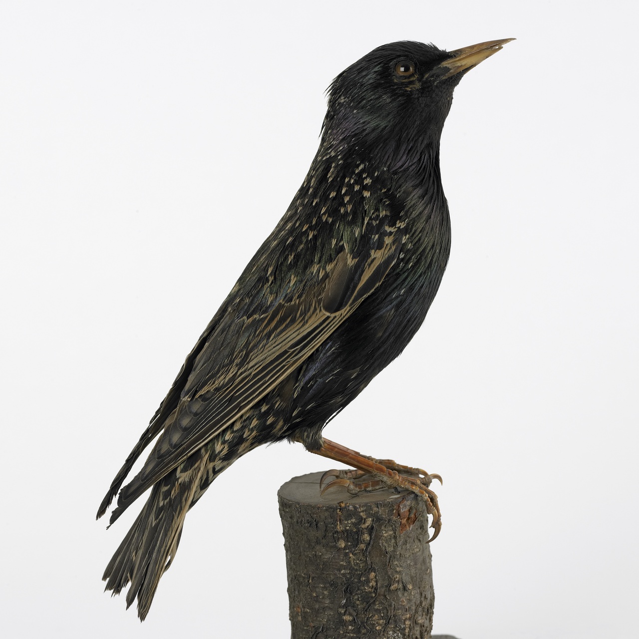 Sturnus vulgaris Linnaeus, 1758, Spreeuw, opgezette vogel