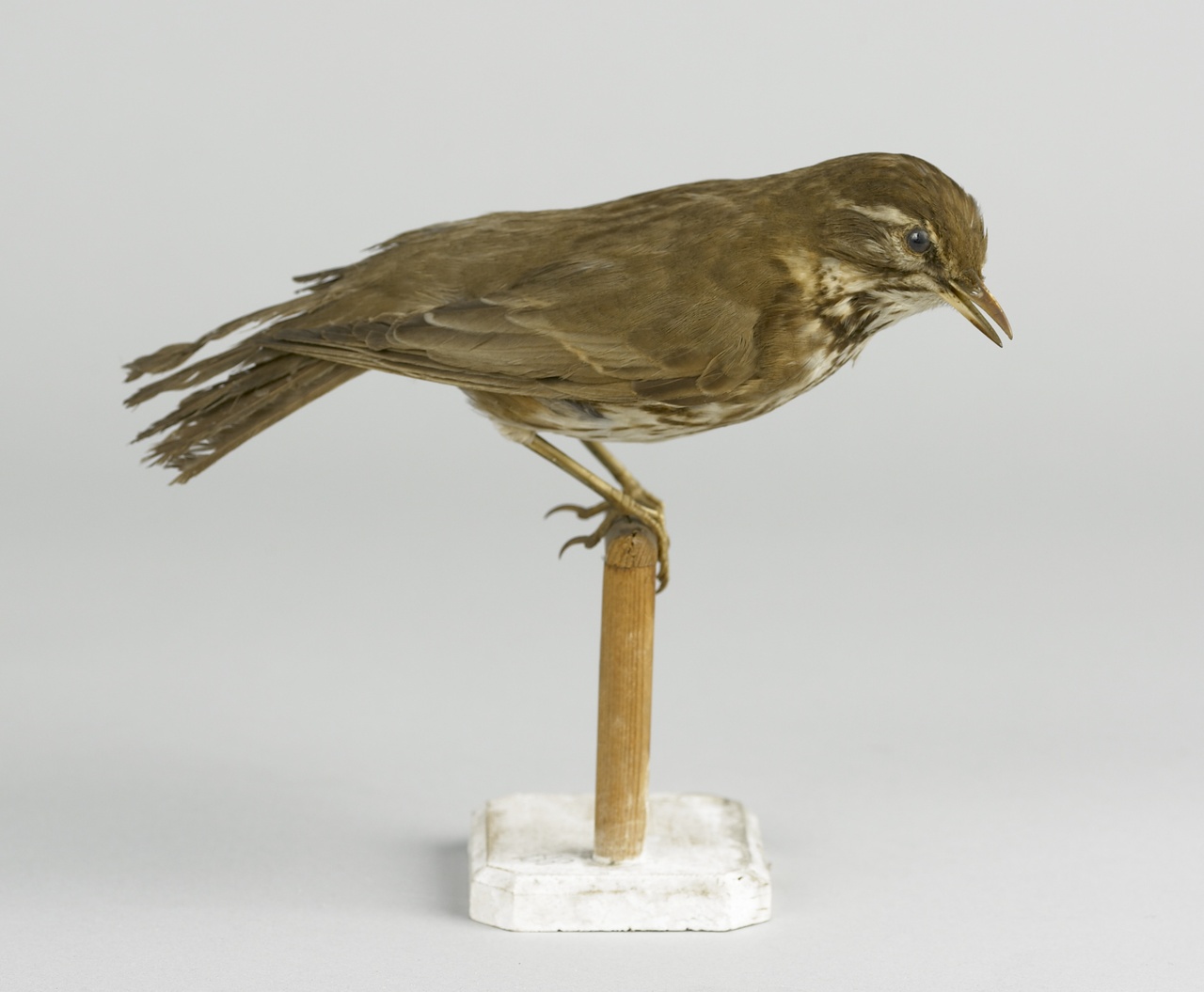 Turdus iliacus Linnaeus, 1766, Koperwiek, opgezette vogel