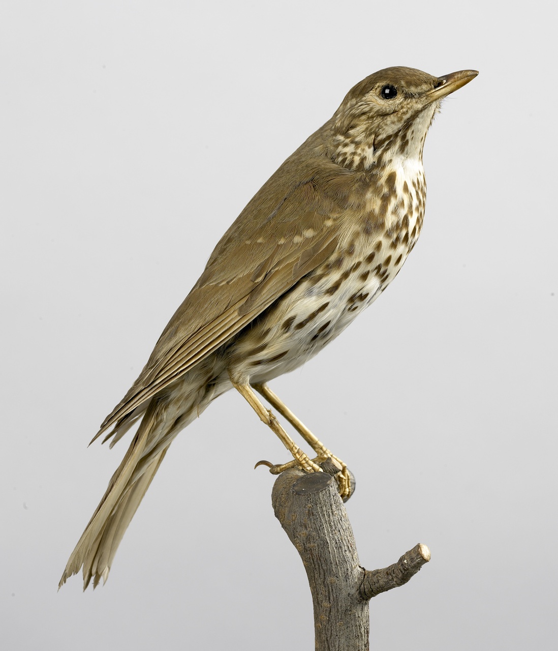 Turdus philomelos Brehm, 1829, Zanglijster, opgezette vogel