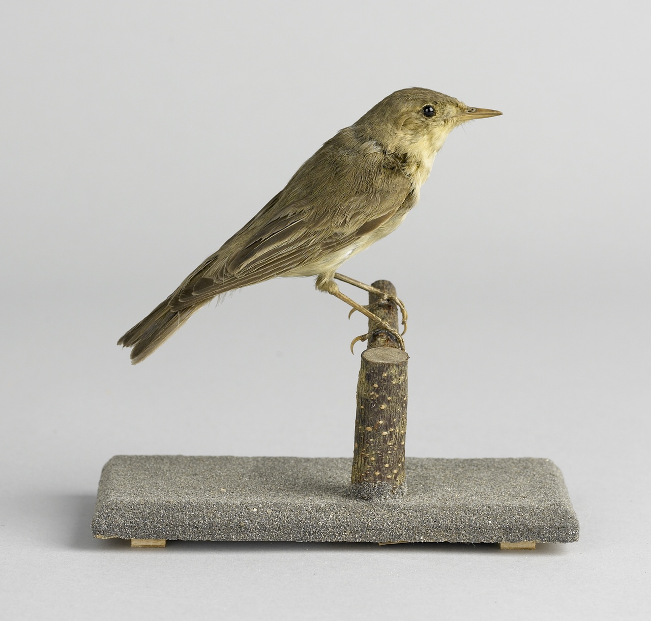 Hippolais icterina (Vieuillot, 1817), Spotvogel, opgezette vogel