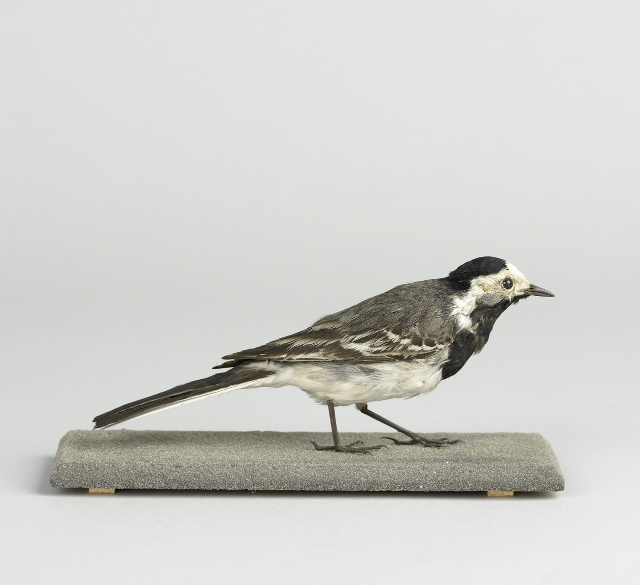 Motacilla alba Linnaeus, 1758, Witte kwikstaart, opgezette vogel