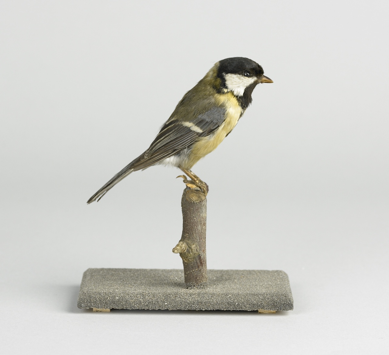 Passer major Linnaeus, 1758, Koolmees, opgezette vogel