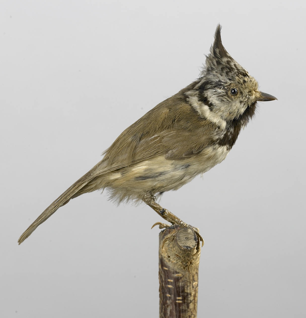 Lophophanes cristatus (Linnaeus, 1758), Kuifmees, opgezette vogel