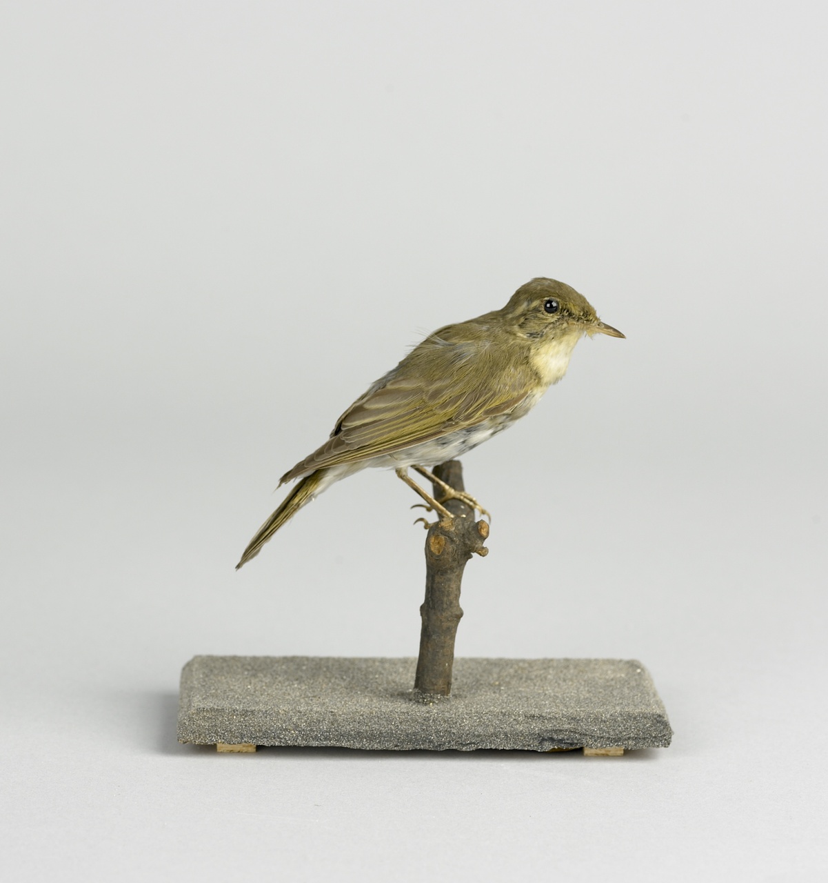 Phylloscopus sibilatrix (Bechstein, 1793), Fluiter, opgezette vogel