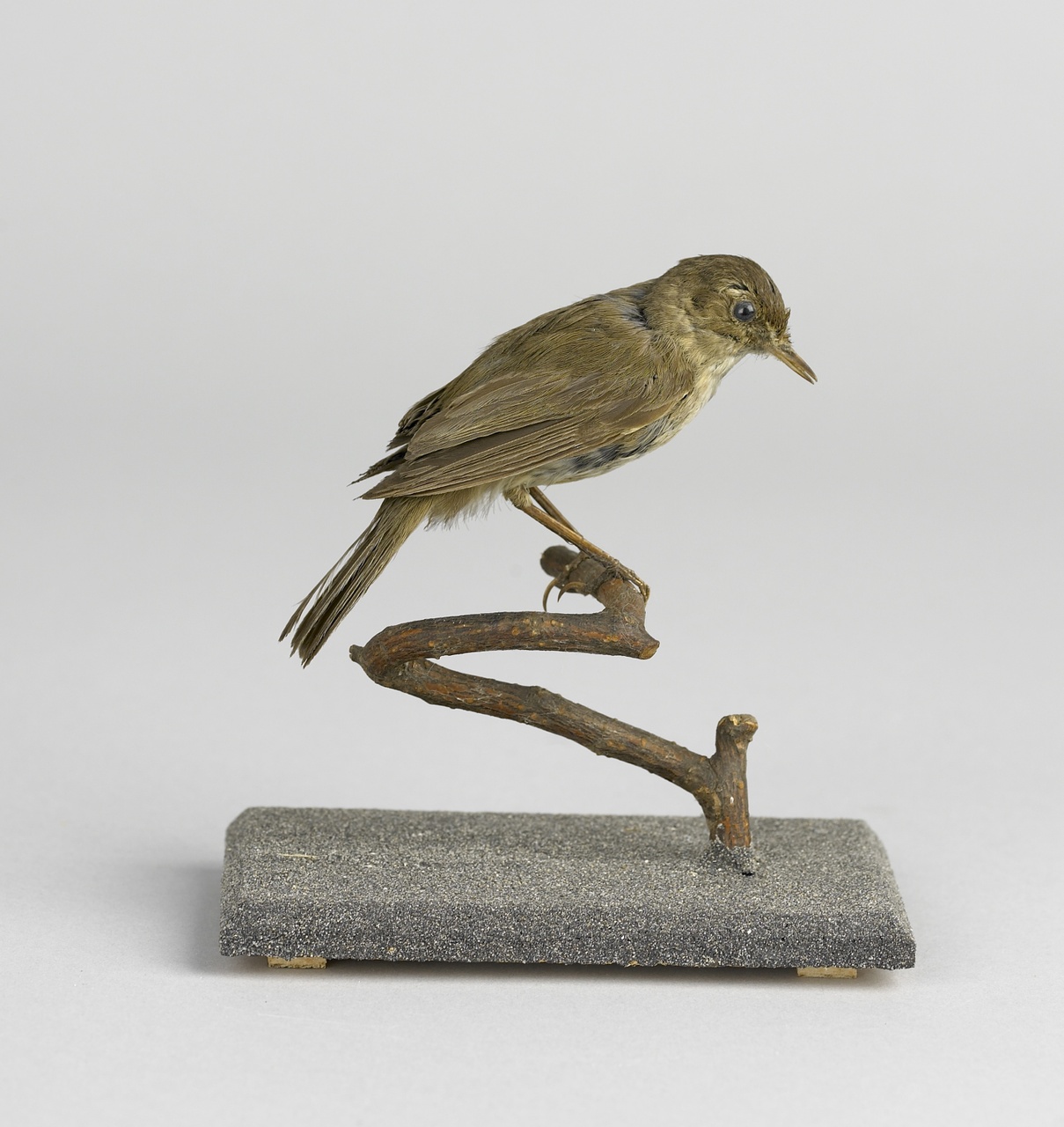 Phylloscopus collybita (Vieillot, 1817), Tjiftjaf, opgezette vogel