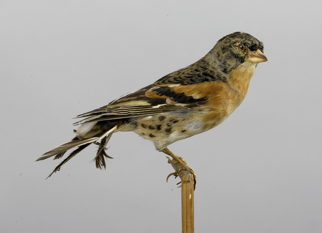 Fringilla montifringilla Linnaeus, 1758, Keep, opgezette vogel