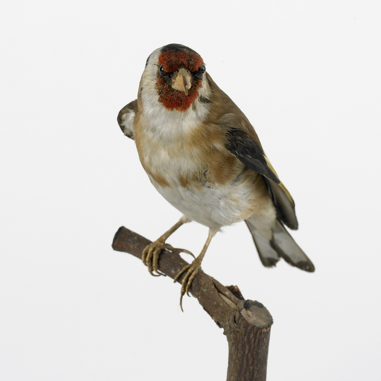 Carduelis carduelis (Linnaeus, 1758), Putter, opgezette vogel