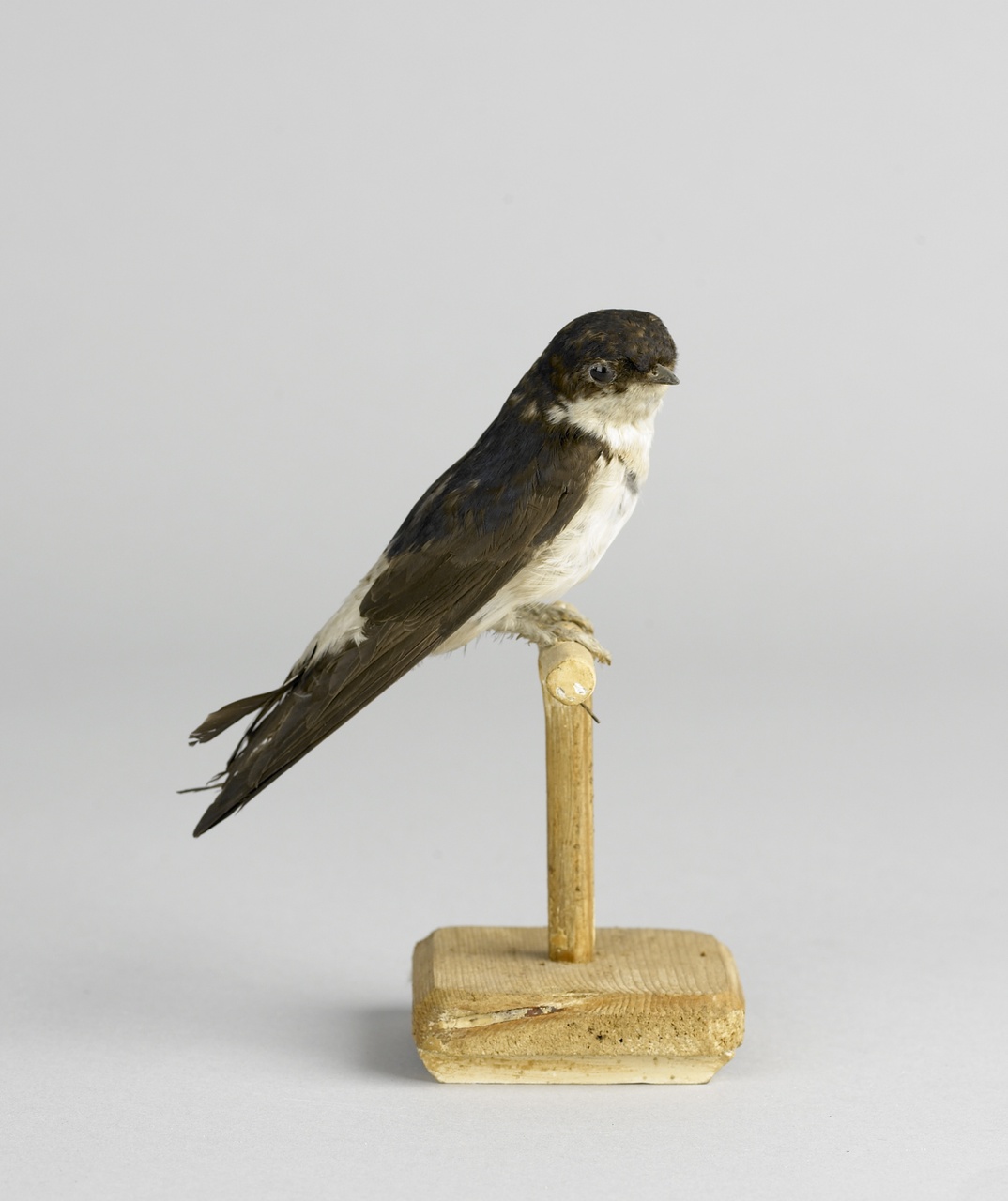 Delichon urbicum (Linnaeus, 1758), Huiszwaluw, opgezette vogel