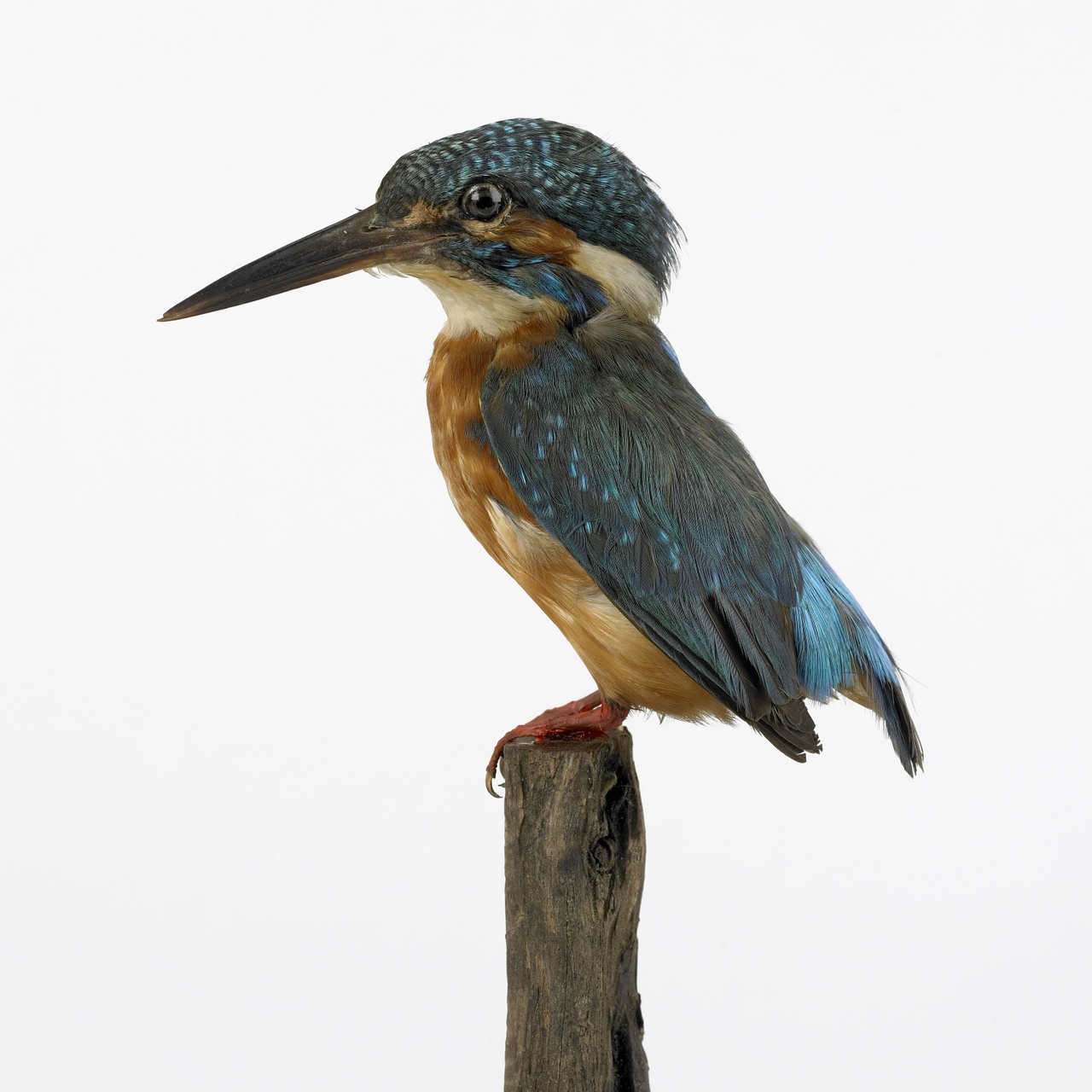 Alcedo atthis (Linnaeus, 1758), IJsvogel, opgezette vogel