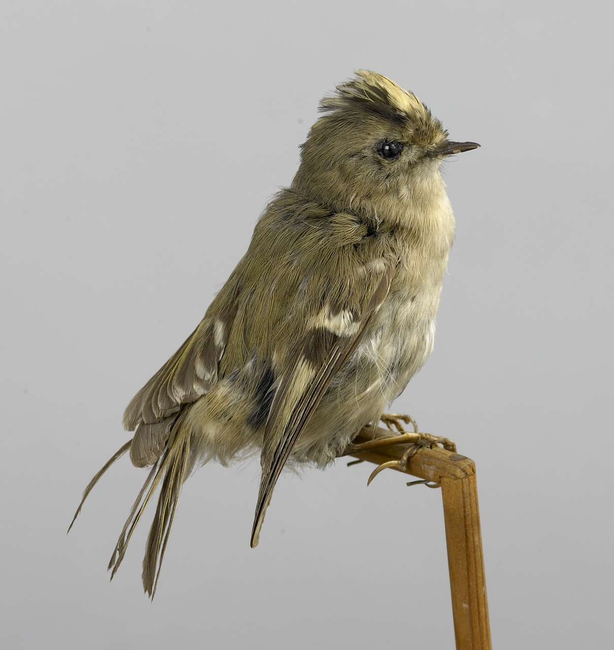 Regulus regulus (Linnaeus, 1758), Goudhaantje, opgezette vogel