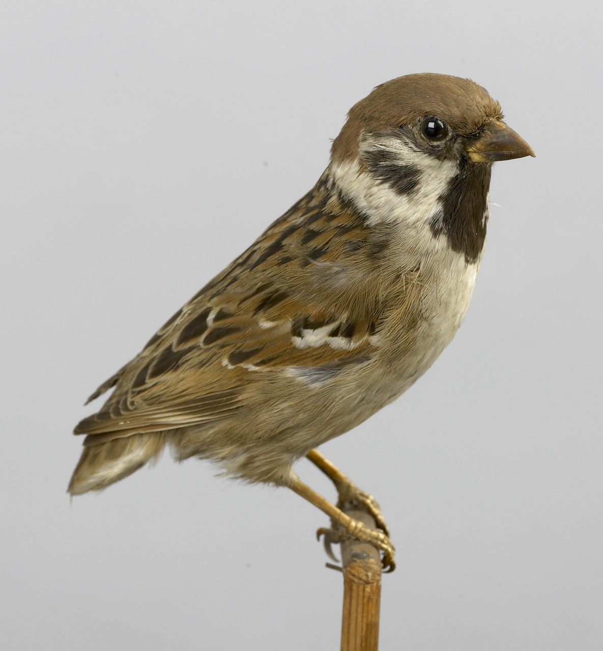 Passer montanus (Linnaeus, 1758), Ringmus, opgezette vogel