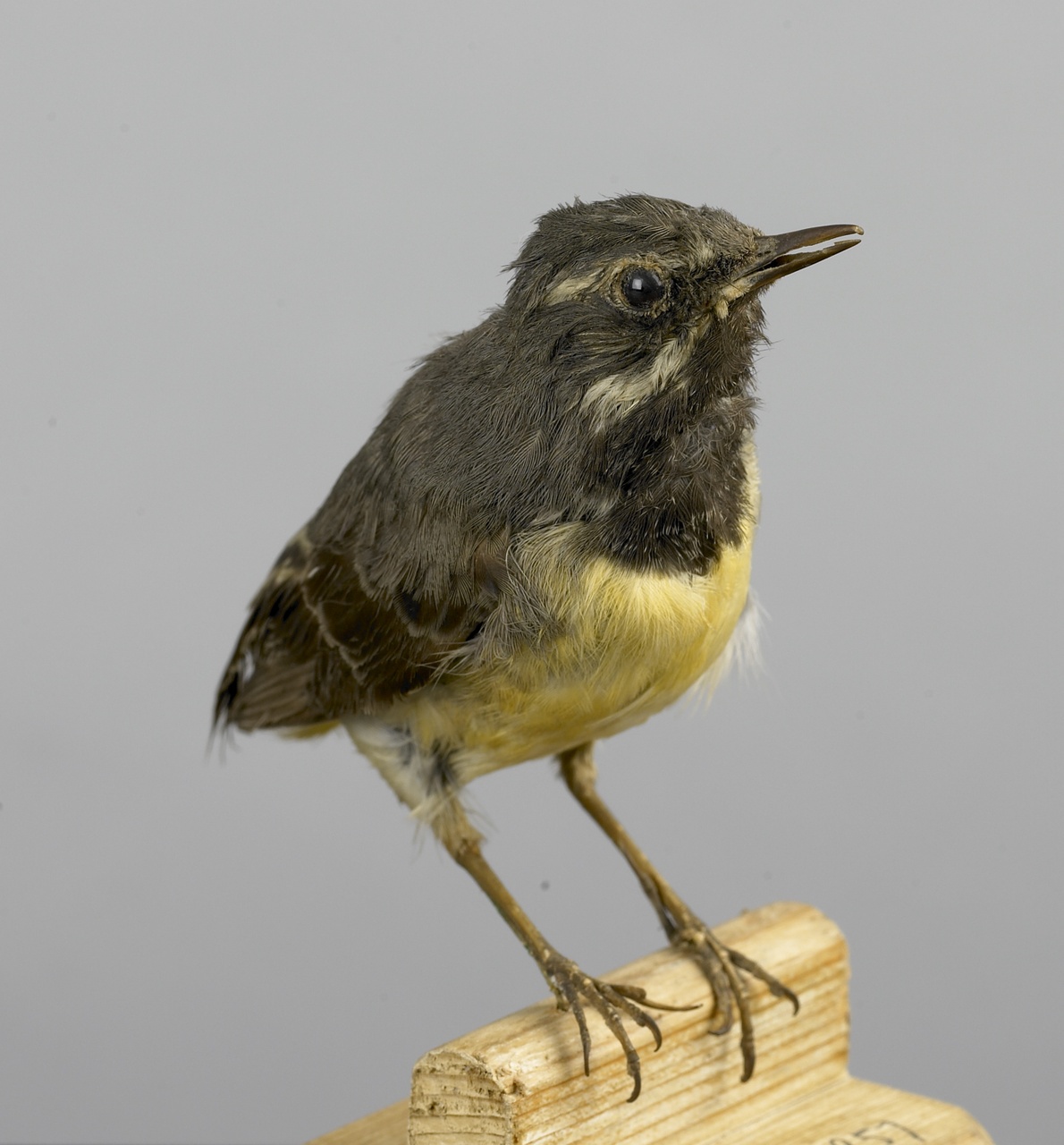 Motacilla cinerea (Tunstall, 1771), Grote gele kwikstaart, opgezette vogel