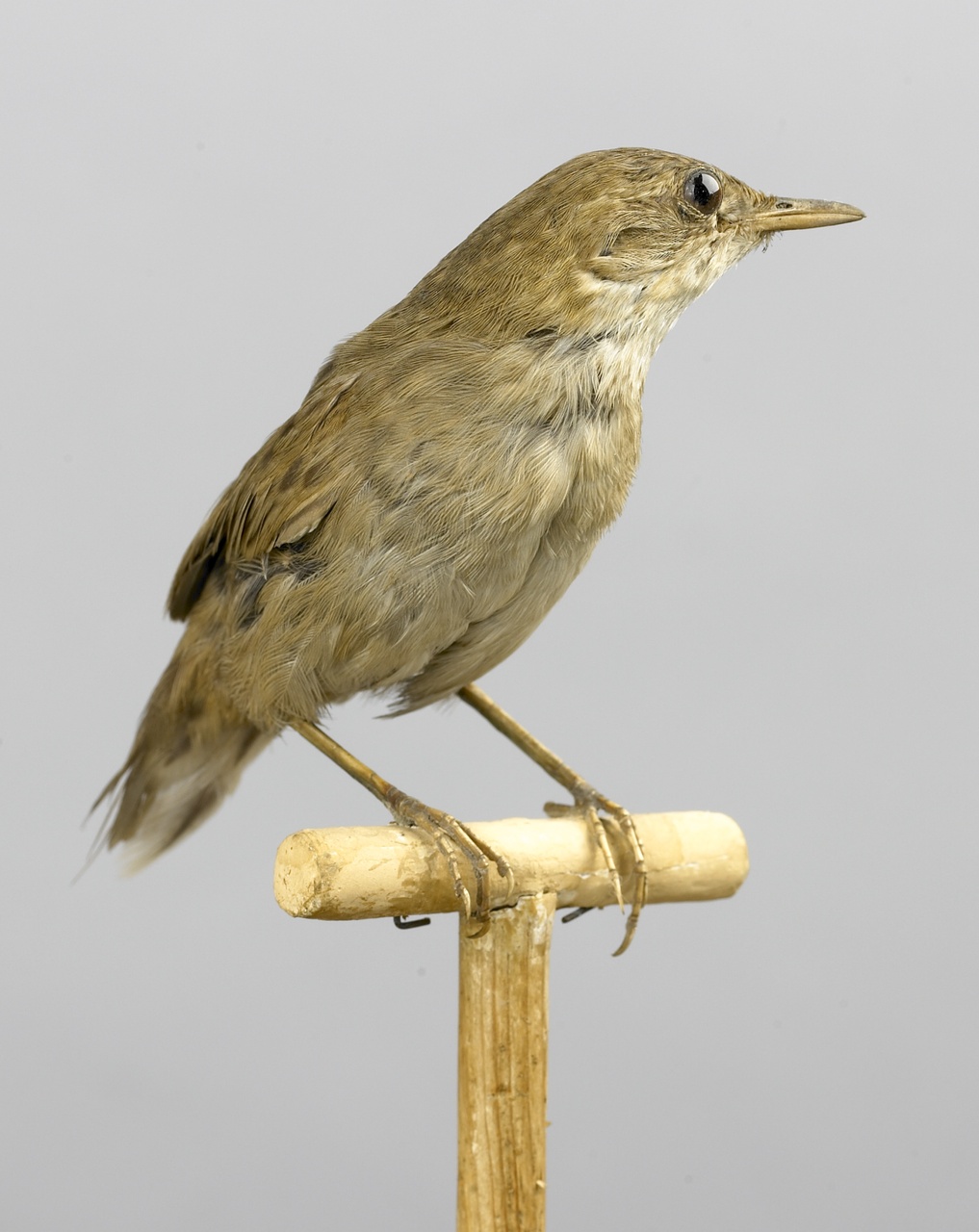 Locustella naevia (Boddaert, 1783), Sprinkhaanrietzanger, opgezette vogel