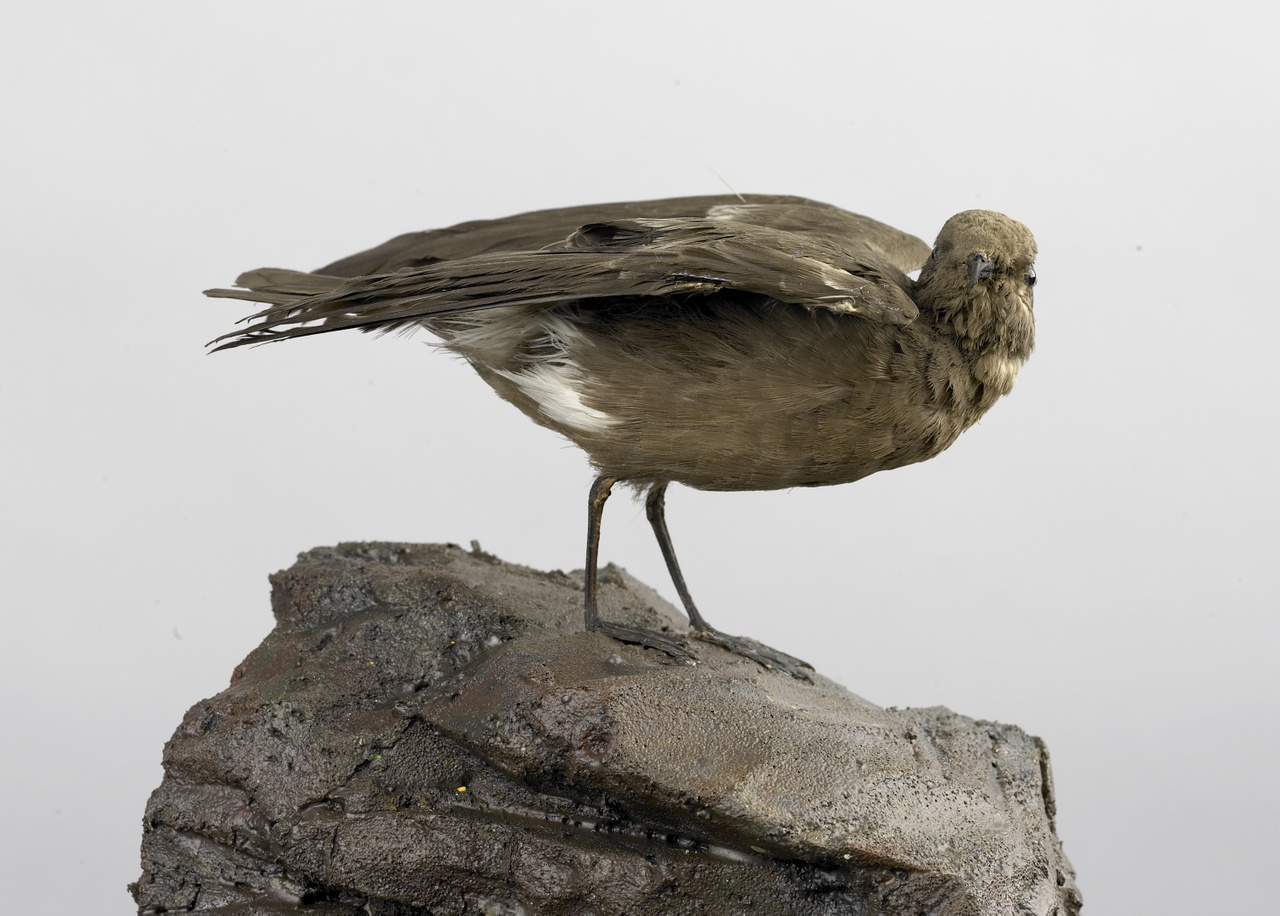 Hydrobates pelagicus (Linnaeus, 1758), Stormvogeltje, opgezette vogel