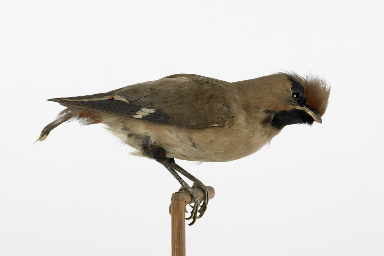 Bombycilla garrulus (Linnaeus, 1758), Pestvogel, opgezette vogel