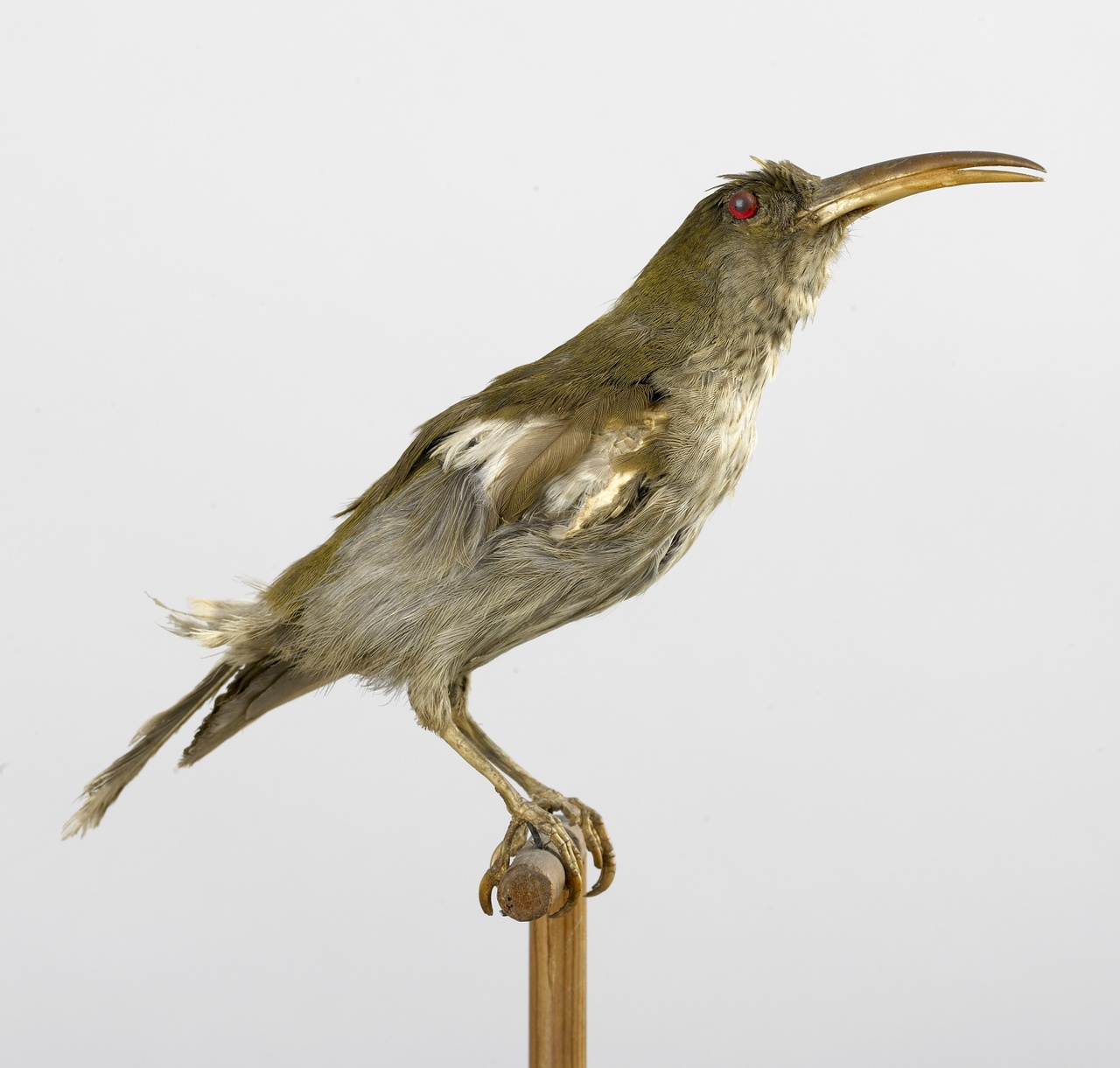 Melilestes megarhynchus (Gray, 1858), Langsnavel honingeter, opgezette vogel
