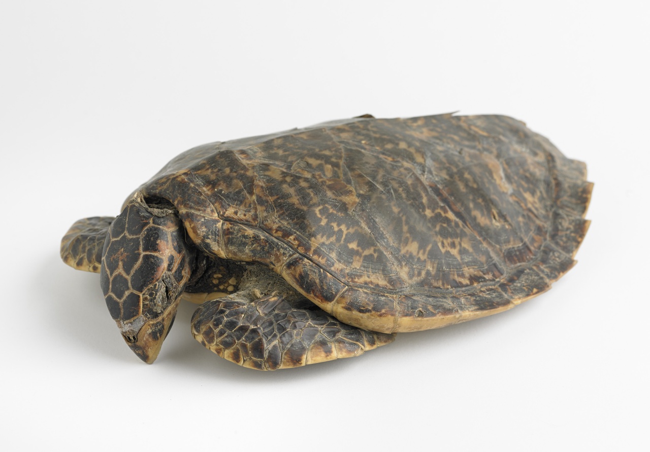 Onechte karetschildpad [Caretta caretta]