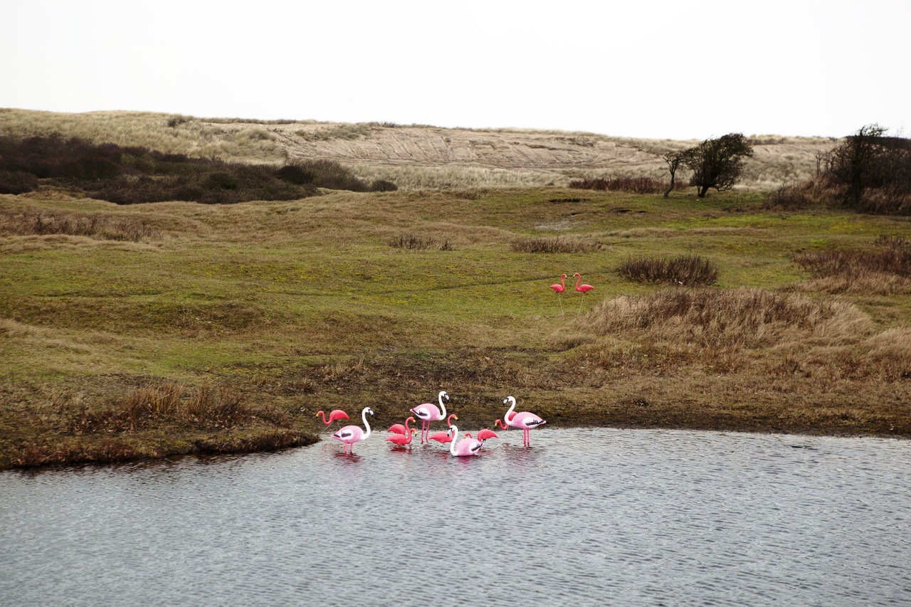 Flamingos