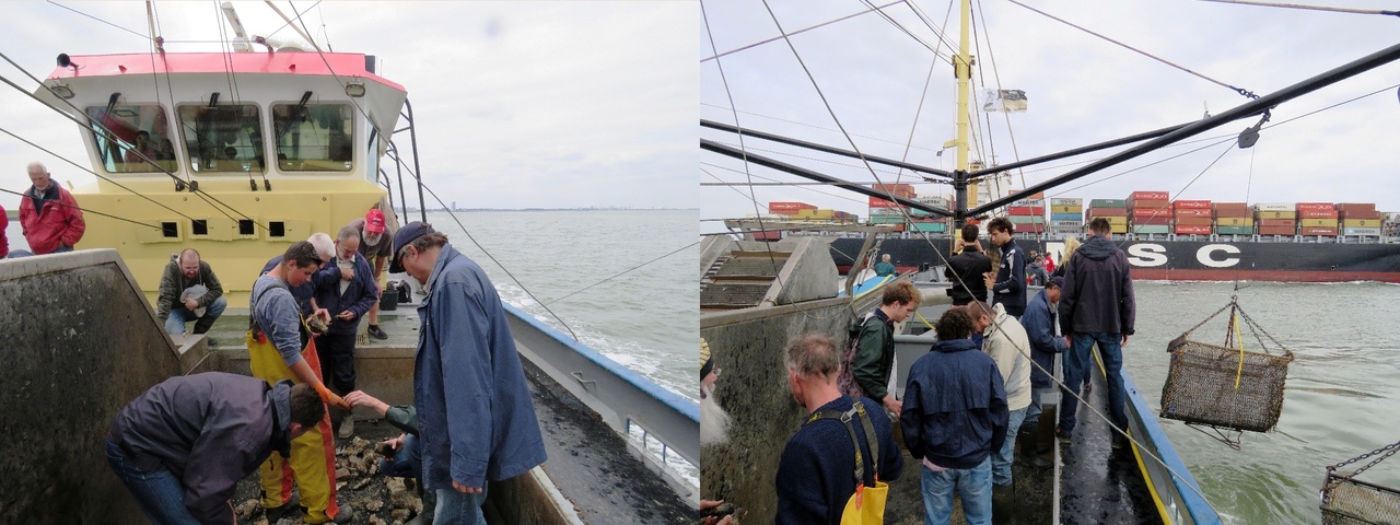 Impressie jaarlijkse vistocht naar fossiele botten op de Westerschelde