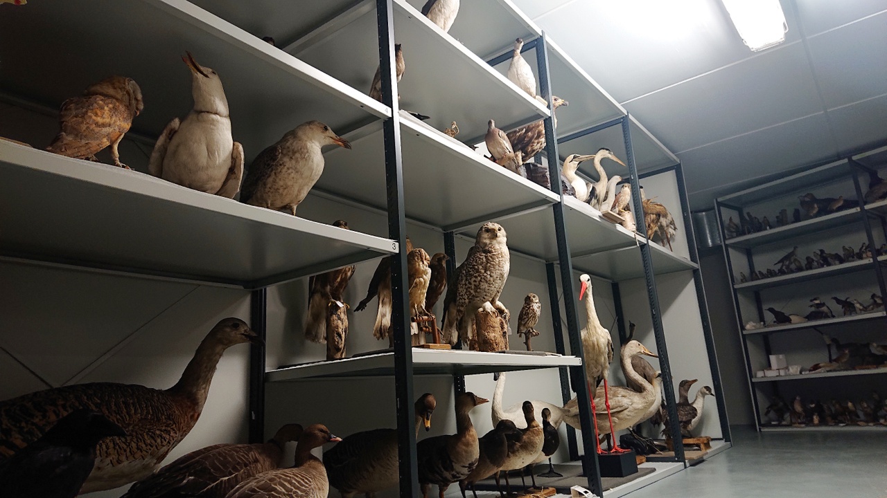 Sfeerimpressie depot natuurhistorische collectie