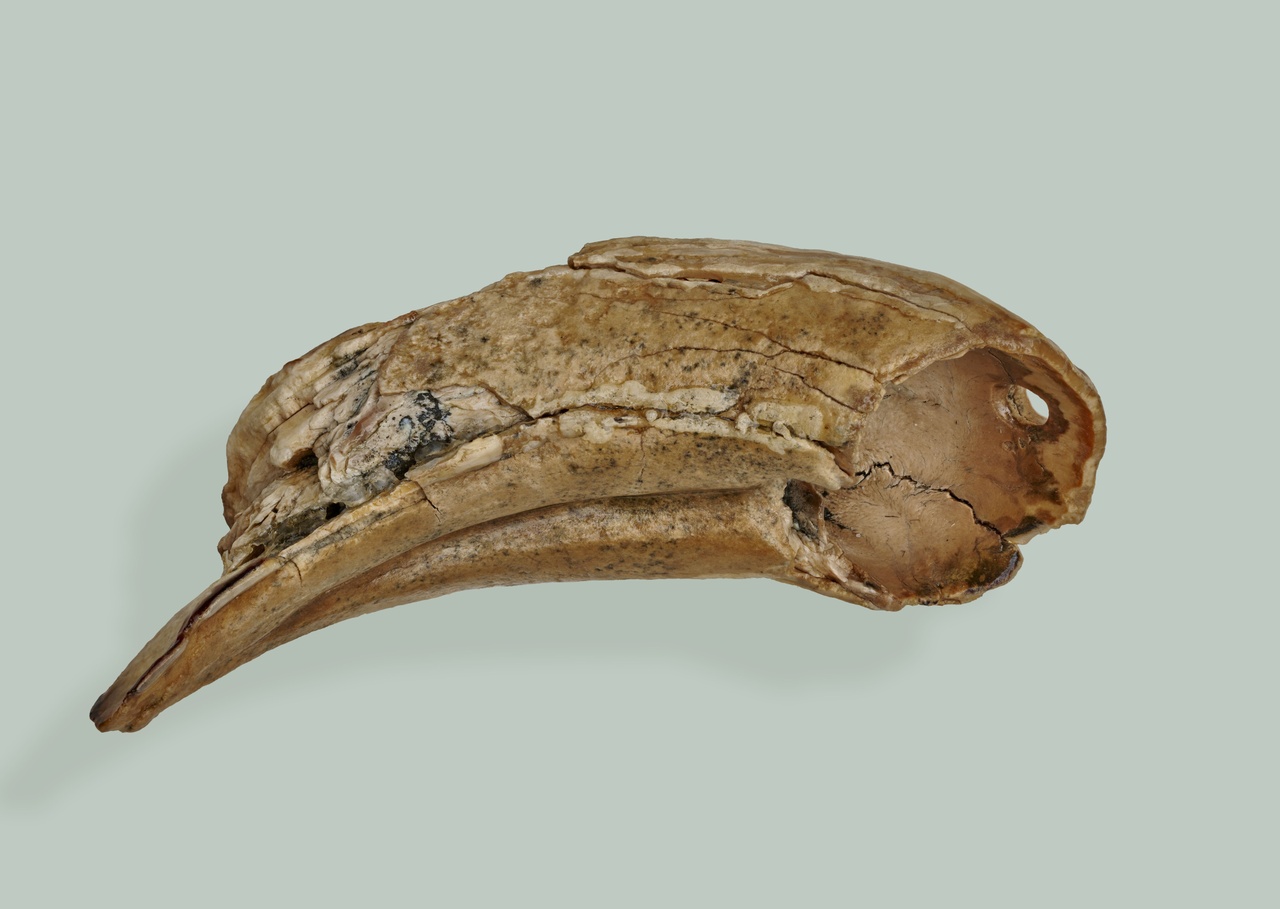 Hanger-zwijnentand-Hoek-van-Holland-9000-4000-v.Chr.-Col.-Rijksmuseum-van-Oudheden-Leiden-Foto-Pim-Top.jpg