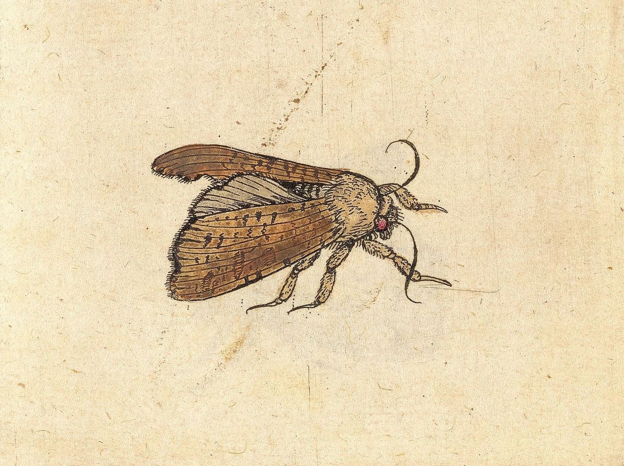 Johannes Goedaert detail Metamorphosis Naturalis deel 1_Zeeuws Museum.jpg